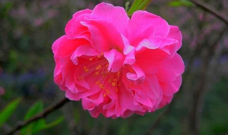  p>千瓣红桃(学名: i>amygdalus persica /i> l. var.