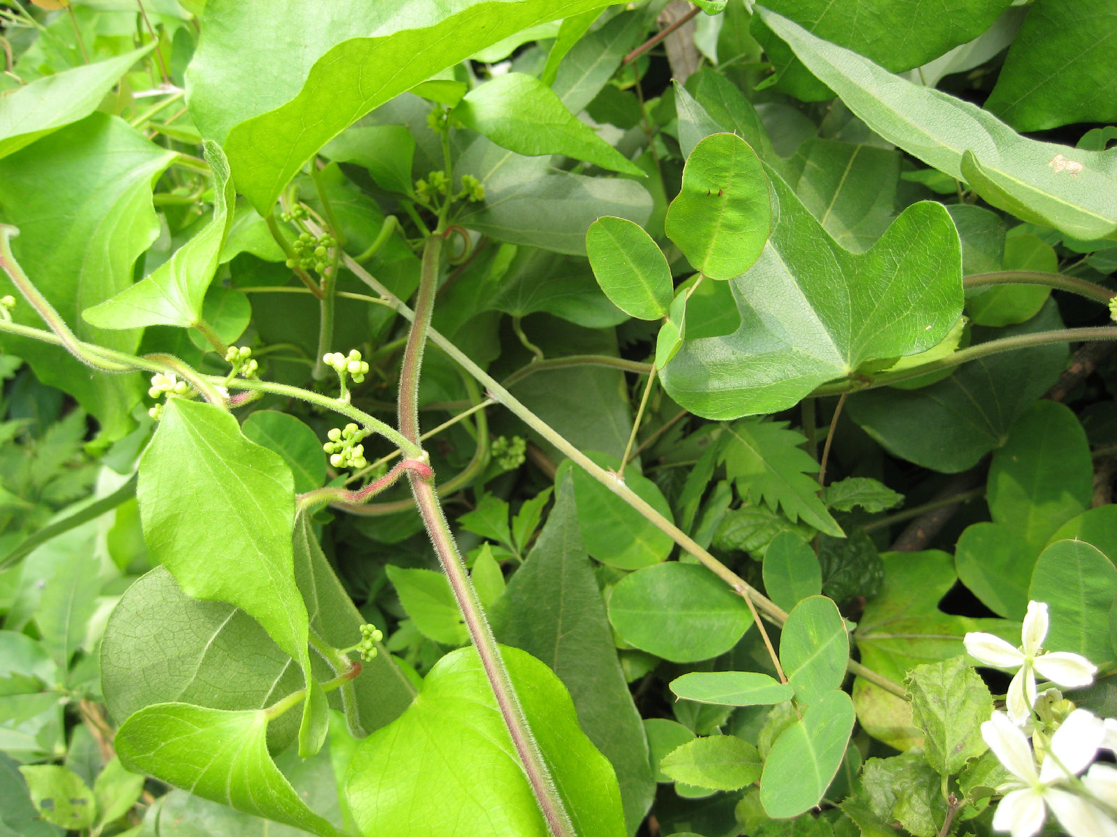 为防己科植物粉防己 i>stephania tetrandra s.moore /i>的干燥根.