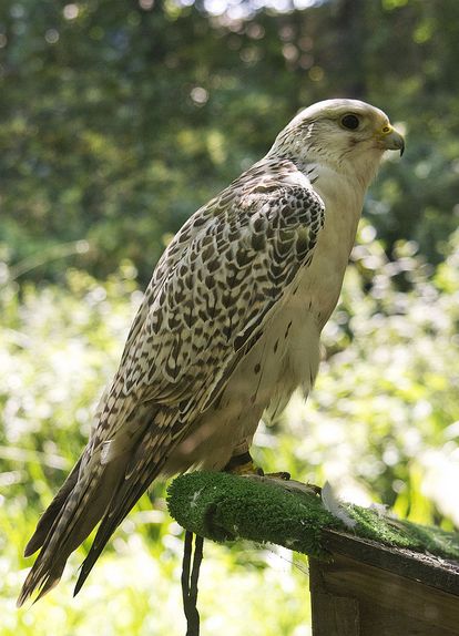  p>矛隼(学名: i>falco rusticolus /i>):是隼科的一种,体长60厘米