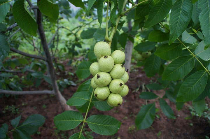  p>胡桃(拉丁学名  i>juglans regia  /i> l. ),俗称核桃 i>.