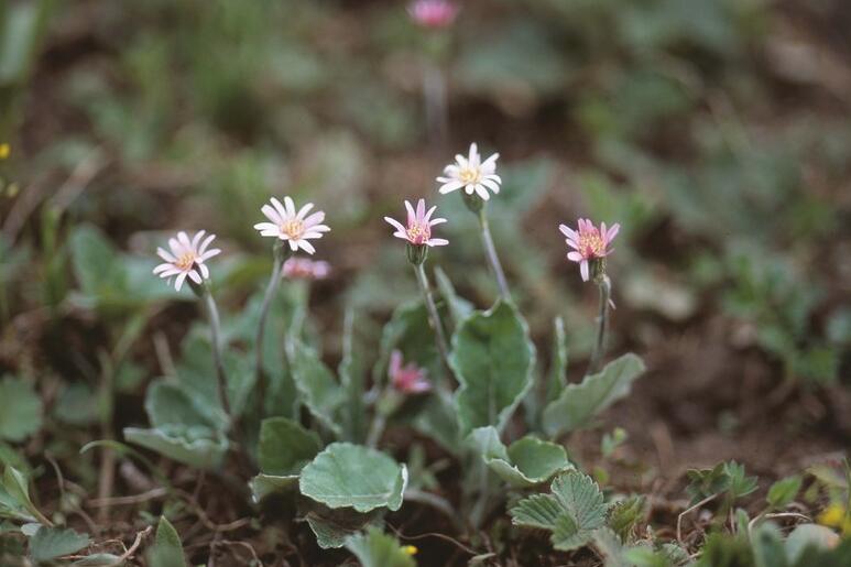  p>蒙自大丁草(学名: i>gerbera henryi /i>)是菊科 a target="_blank