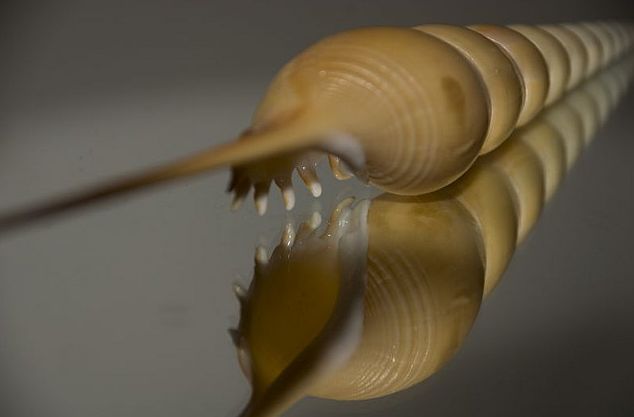  p>长鼻螺(学名: i>tibia fusus /i>): a href="#" data-lemmaid="