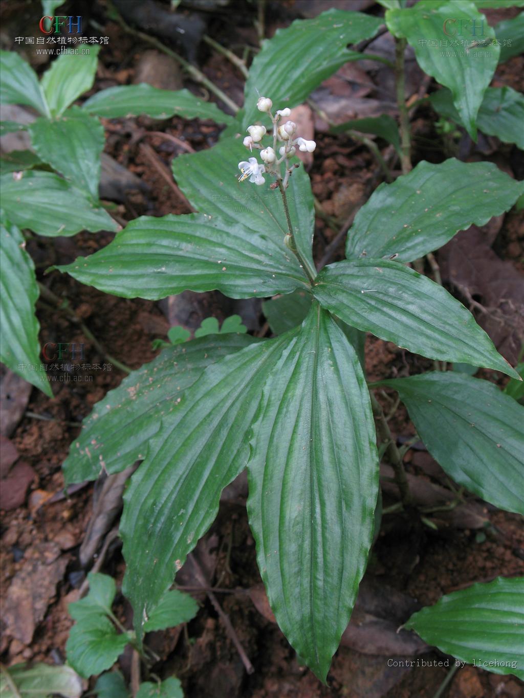  p>川杜若腊叶标本,该标本采集自重庆金佛山国家级自然保护区,采集