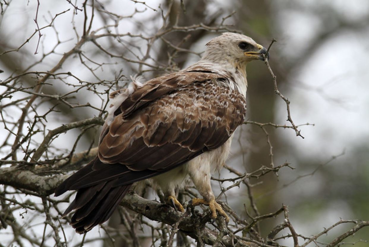 hieraaetus wahlbergi