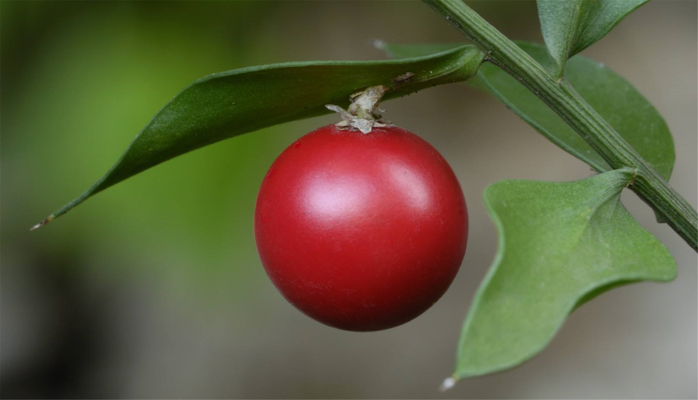  p>假叶树(学名: i>ruscus aculeata  /i>l.