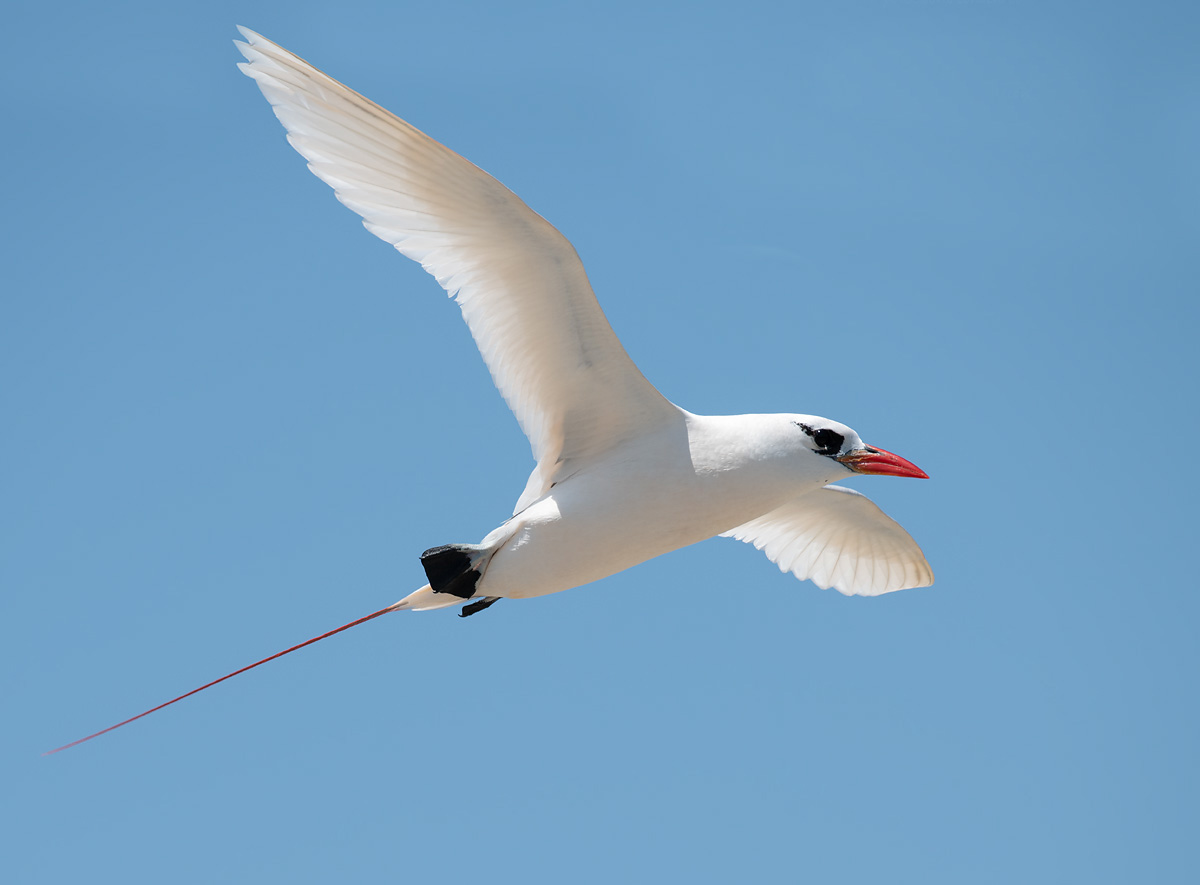  p>红尾鹲( i>phaethon rubricauda /i>):头尾长960-1020厘米,休重600