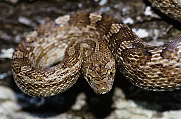  p>游蛇科 (colubridae)动物, a href="#" data-lemmaid="8074290">学