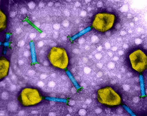 thymus-dependent lymphocyte