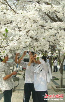 樱花