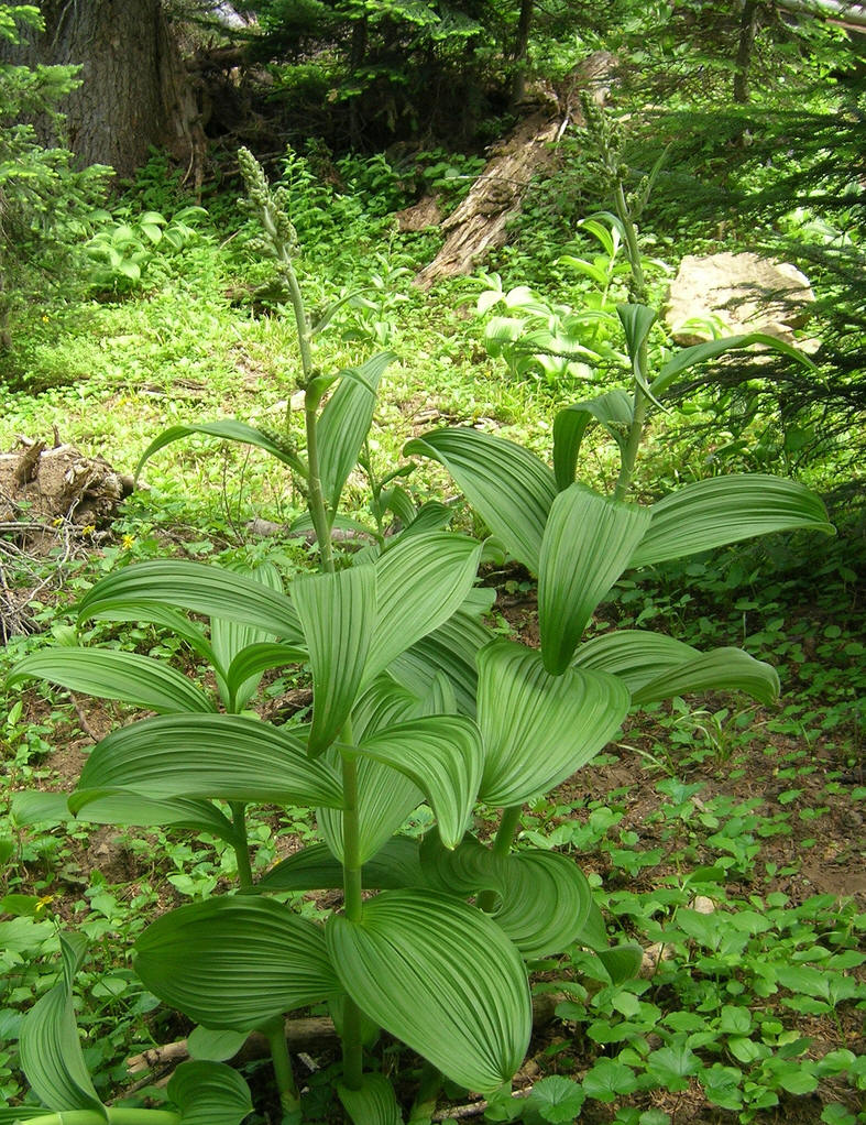  p data-id="gnaqd6sewp">鹿食草,毛茛科铁筷子属植物. /p>
