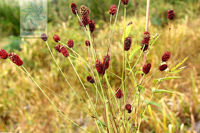长叶地榆(变种)