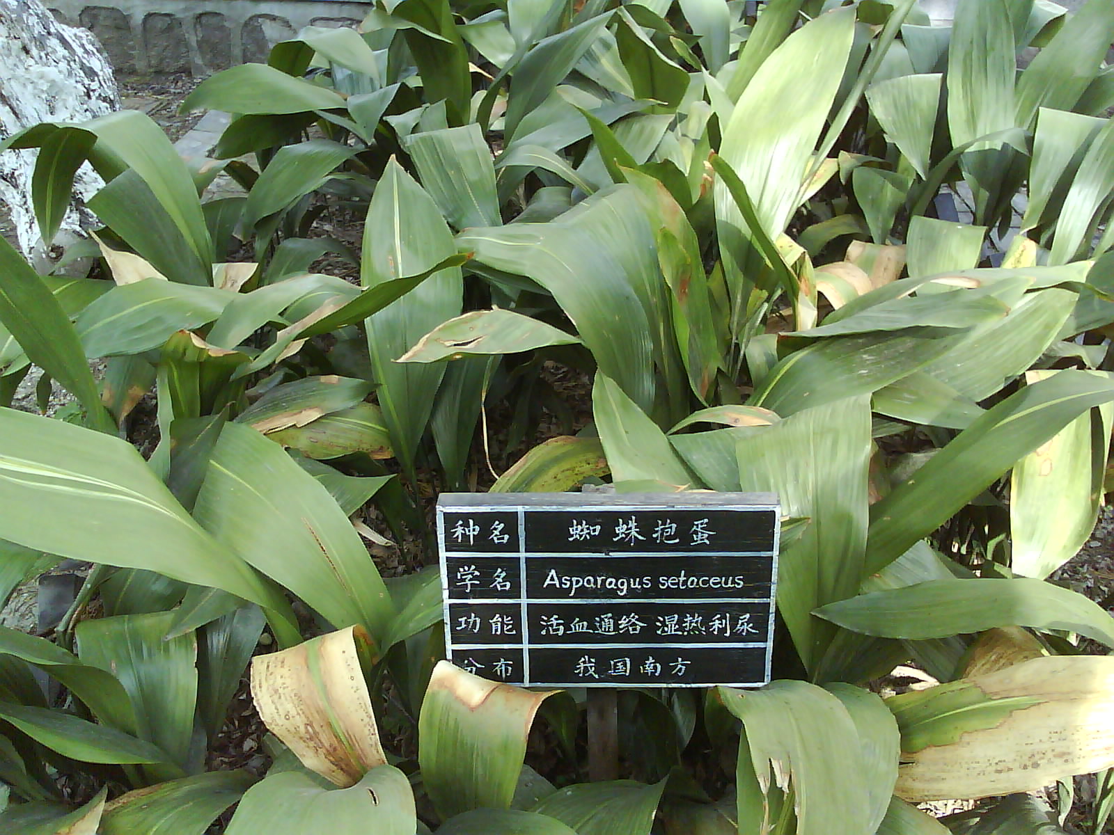 c. how)是百合科蜘蛛抱蛋属植物,根状茎粗壮.