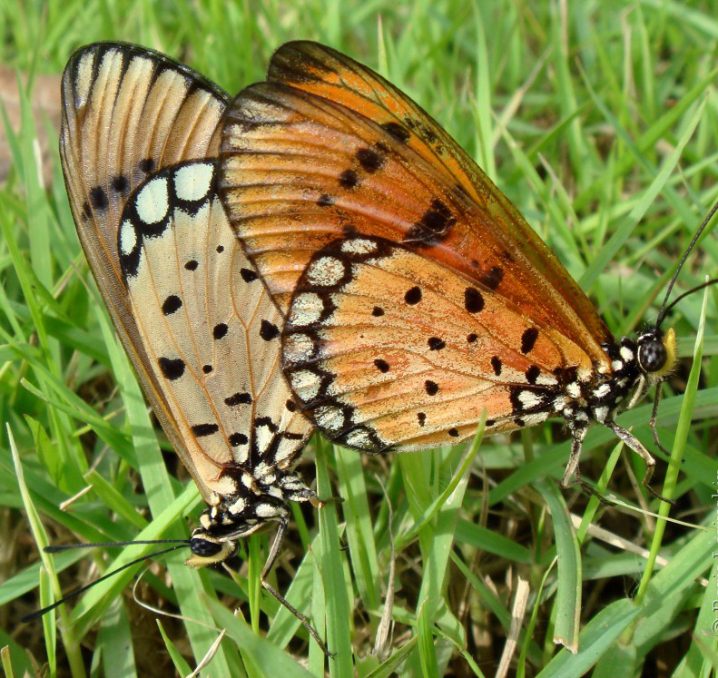  p>斑珍蝶(学名: i>acraea violae /i>):为 a href="#" data-lemmaid=