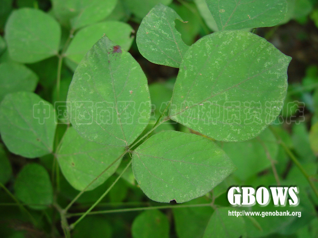 长柄山蚂蝗(原变种)