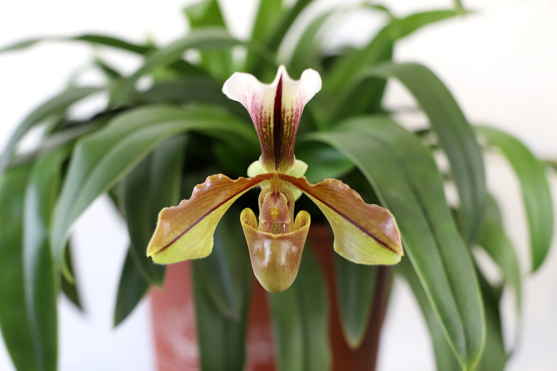  p>兜兰属(学名: i>paphiopedilum  /i>pfitz.