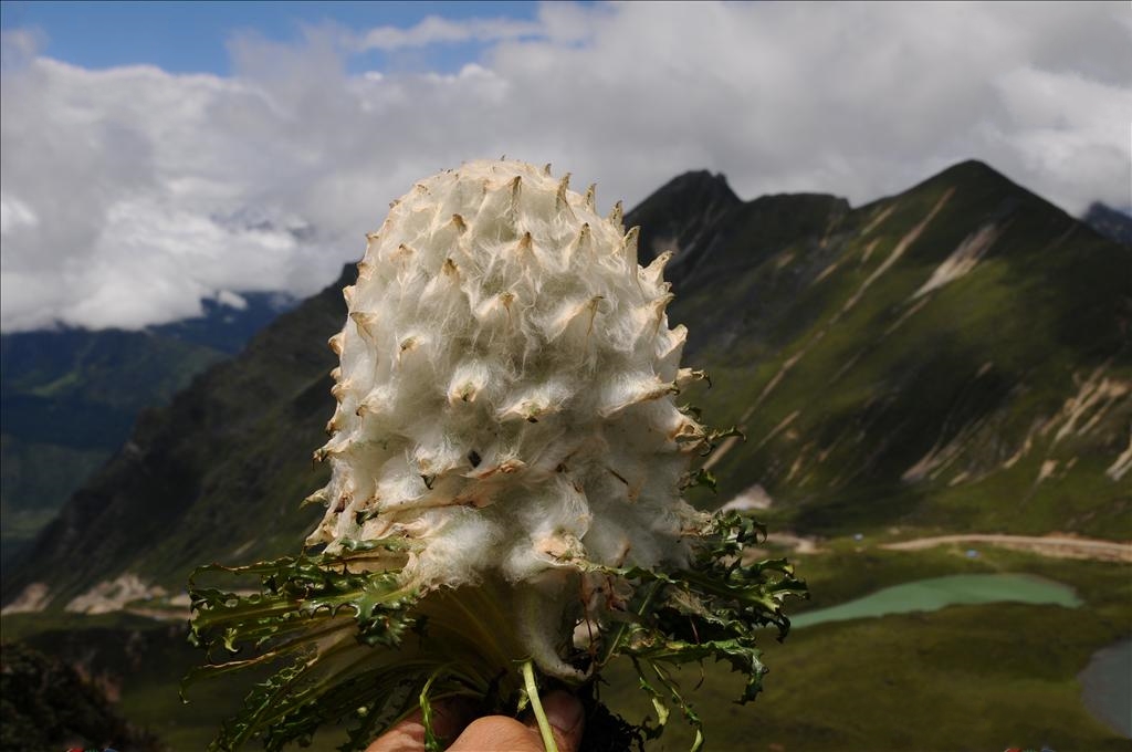  p>雪兔子(学名: i>saussurea gossipiphora /i> d.