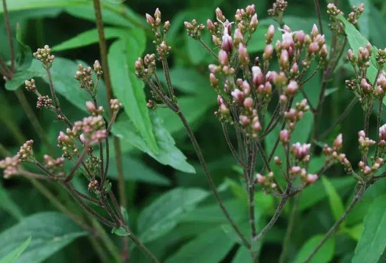 佩兰（菊科泽兰属植物）_百度百科