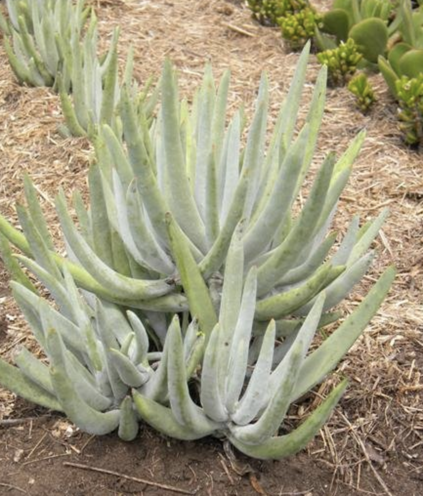  i>oblonga /i> (haw.) dc.)是景天科,银波锦属植物.