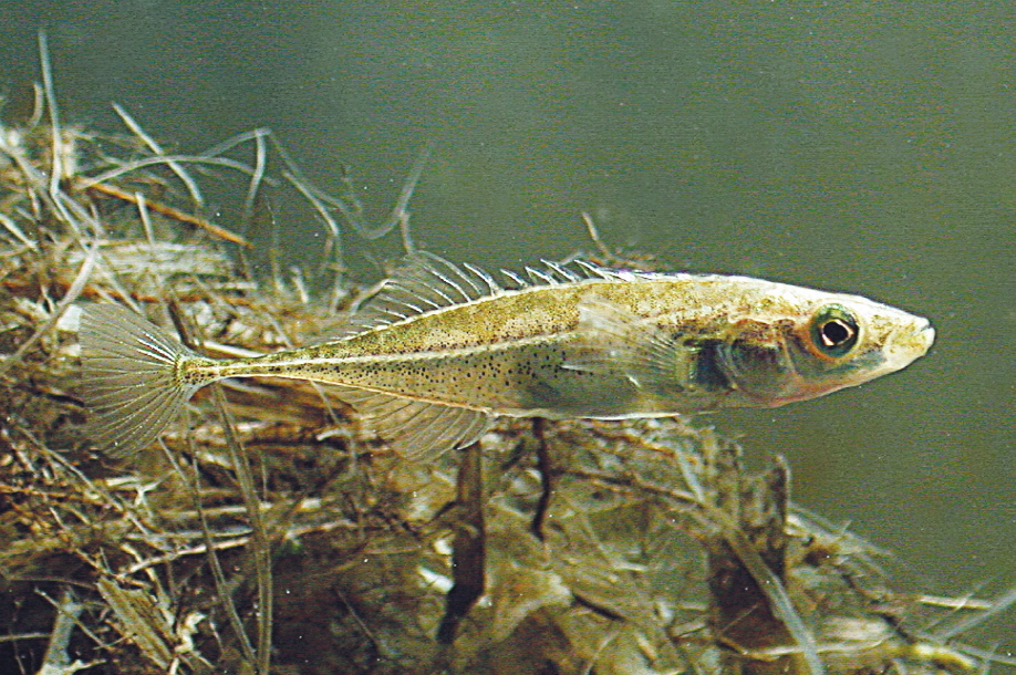  p>中华多刺鱼(学名: i>pungitius sinensis /i>)是刺鱼科,多刺鱼属的