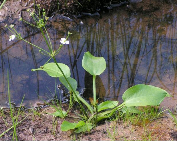 泽泻（泽泻科泽泻属植物）_百度百科