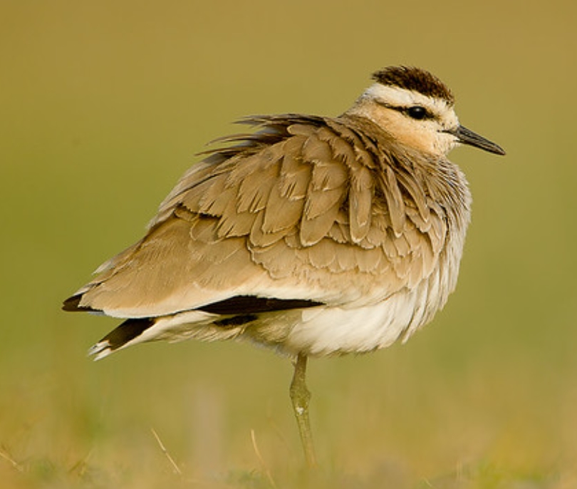 6yea2">黄颊麦鸡( i>vanellus gregarius /i>):鸻科,麦鸡属的一种鸟类