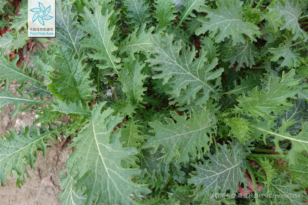  p data-id="txtevujdff8w">雪里蕻,十字花科属一年或二年生草本植物