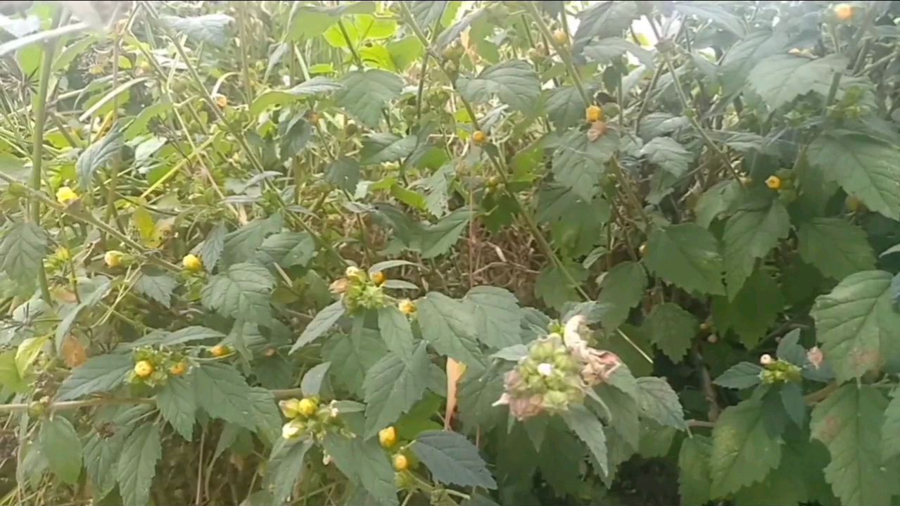 白背黄花棯 百度百科