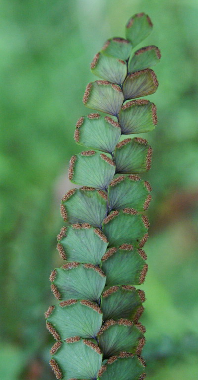 是铁线蕨科,铁线蕨属植物.