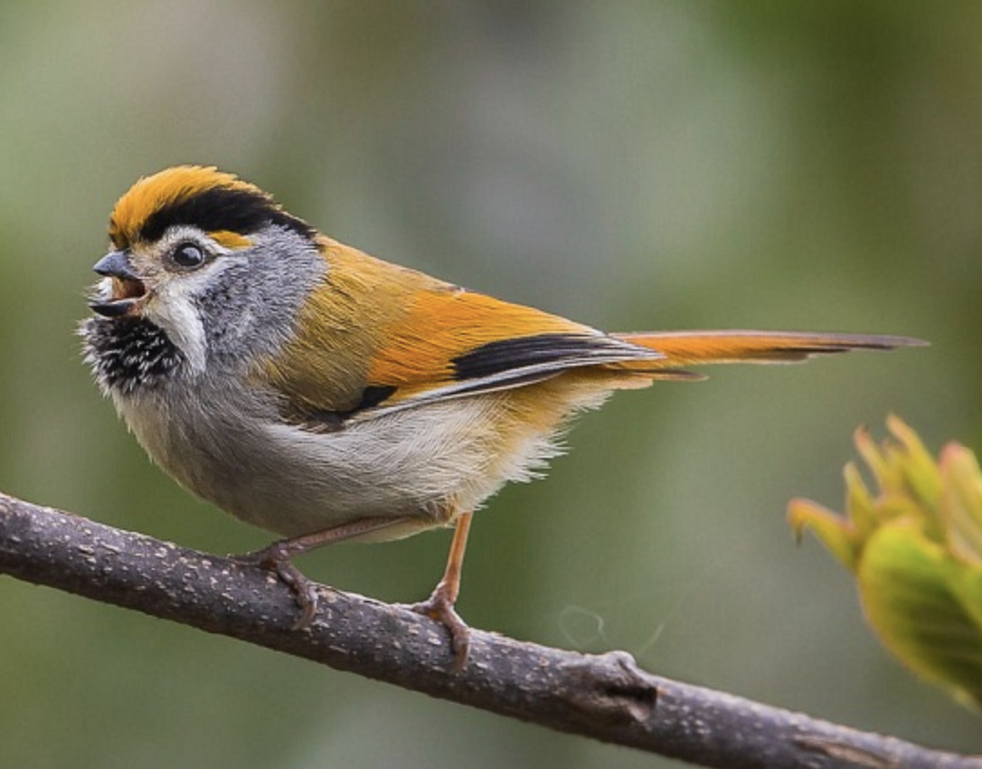  p>短尾鸦雀(学名: i>neosuthora davidiana /i>)是莺科,鸦雀属小型