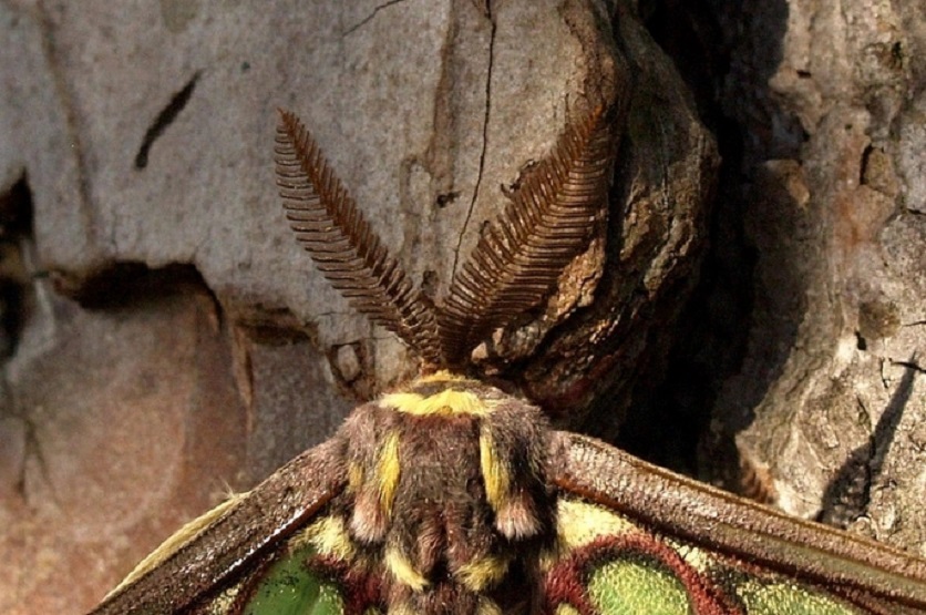  p>伊莎贝尔拉蝶又名伊莎贝尔蝶(isabellae),1898年被一个西班牙猎人