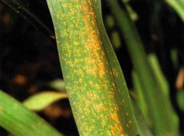 引起的,发生在 a href="#" data-lemmaid="860382">黄花菜 /a>的病害