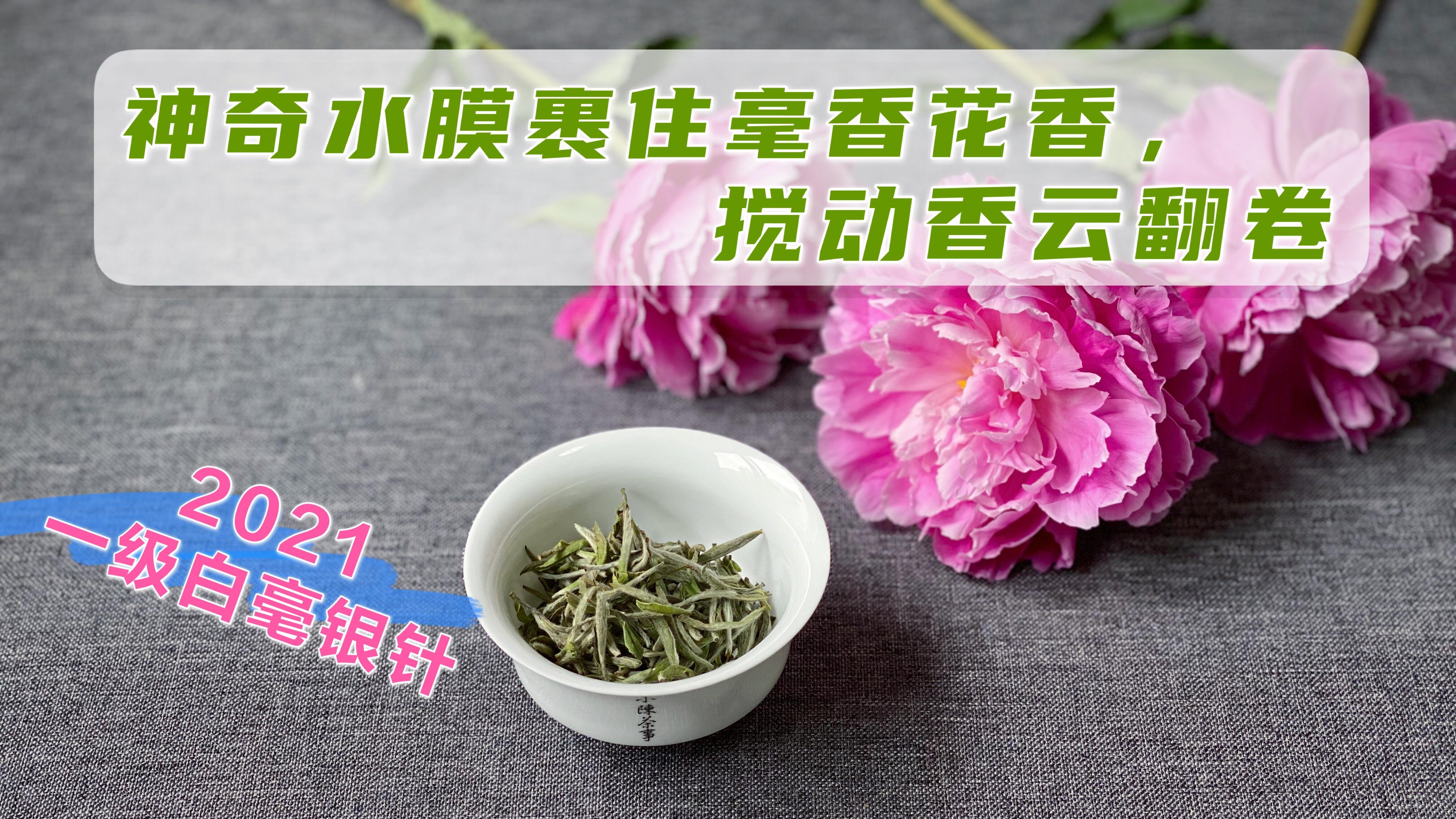 如何才能正确冲泡白毫银针,别急,村姑陈这就手把手教会你冲泡