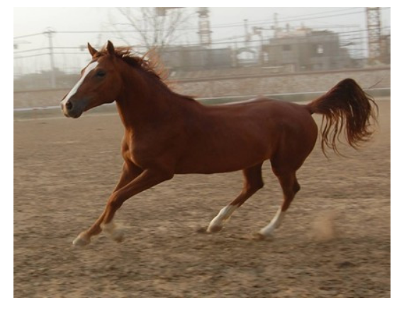 柴达木马俗称柴旦马
