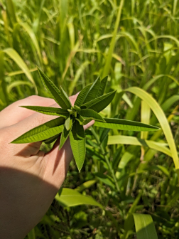 太阳麻