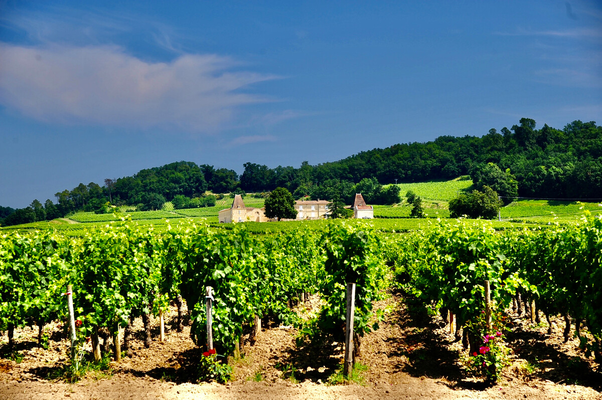 福安市松罗尤沃高优葡萄园区