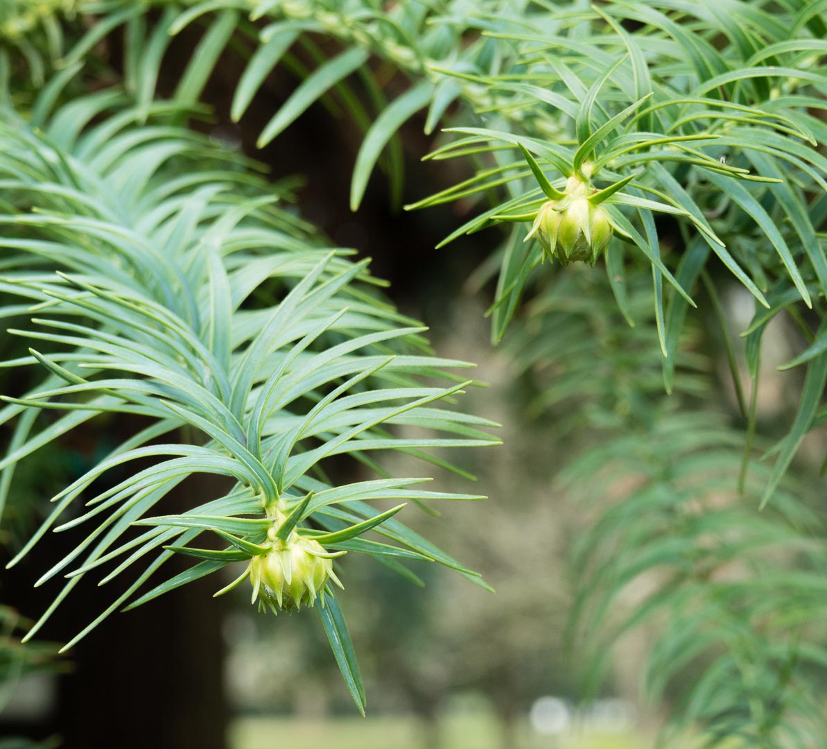 是杉科,杉木属乔木.