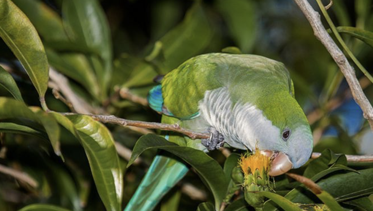 曾惨遭“灭门”的和尚鹦鹉！_百科TA说