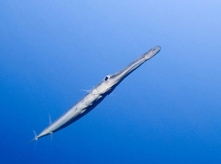 头索动物 全网资源