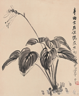 玉簪花