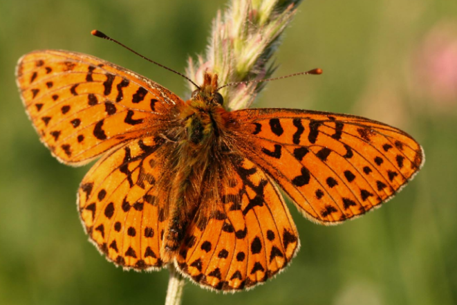 单银斑小豹蛱蝶