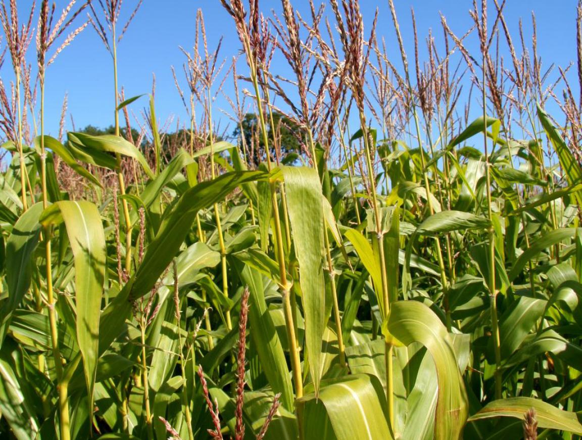  p data-id="txtrogzm8snd">玉蜀黍, a target="_blank" href="/item