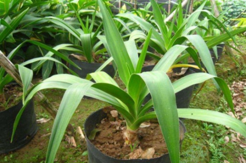 文殊兰（石蒜科文殊兰属植物）_百度百科