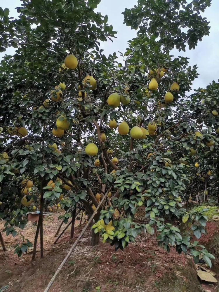 柚树_百度百科