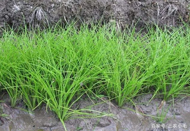 它叫水韭，长得酷似韭菜，若见到不要采挖，它是我国一级保护植物_百科TA说