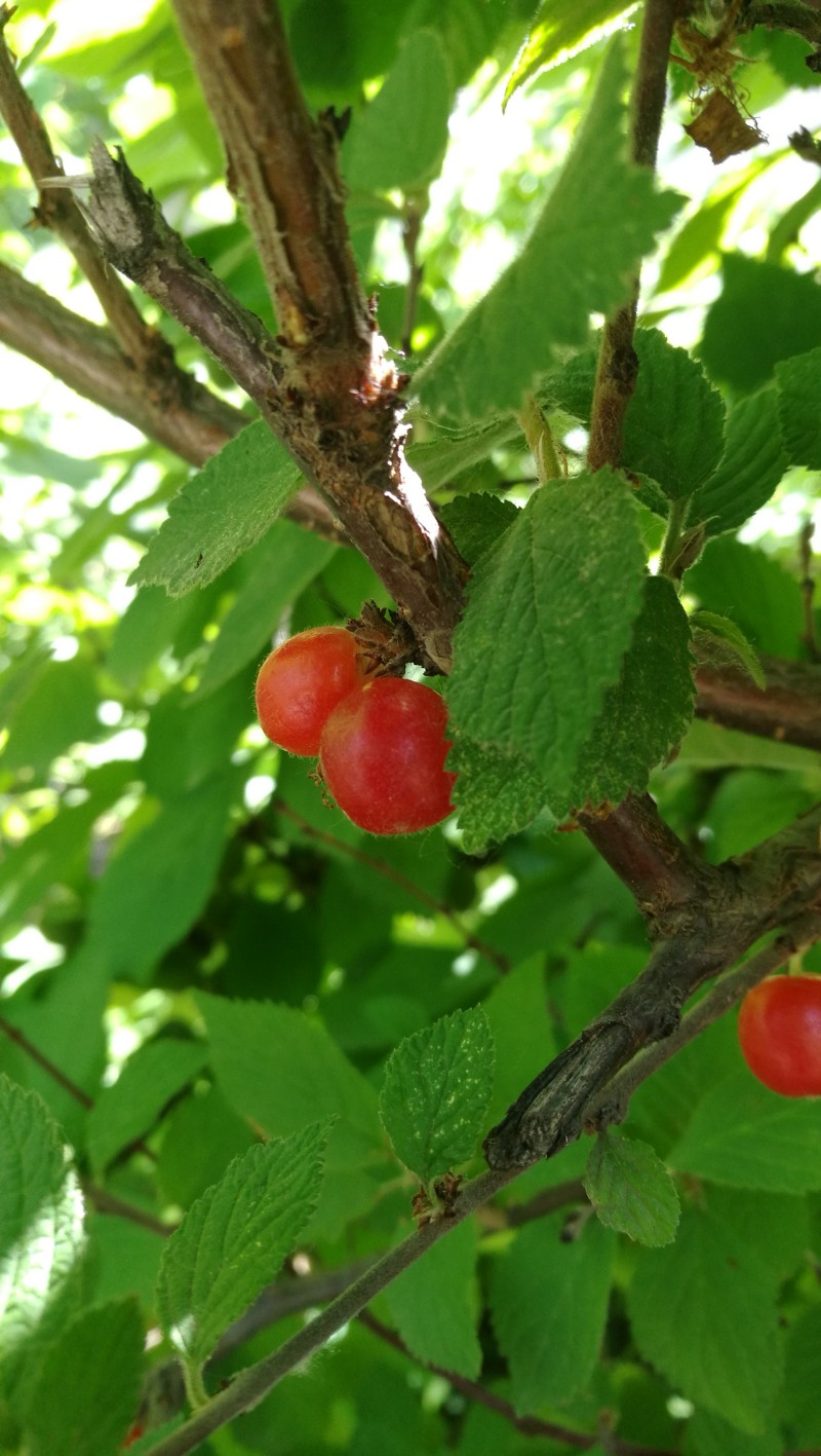 毛樱桃