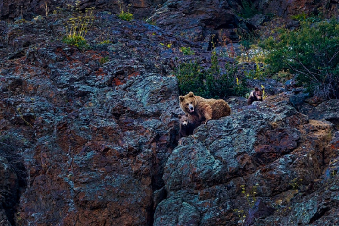  p>喜马拉雅棕熊(学名: i>ursus arctos isabellinus /i>):是熊科,熊