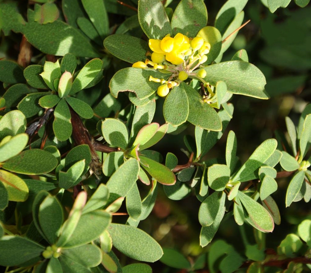 东北南部华北及秦岭多生于海拔1000米左右的林缘或疏林空地落叶灌木