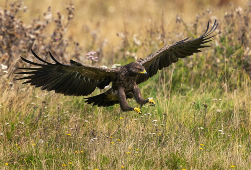  p>小乌雕(学名: i>clanga pomarina /i>):一种鹰形目,鹰科,乌雕属的
