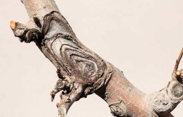 苹果炭疽溃疡病