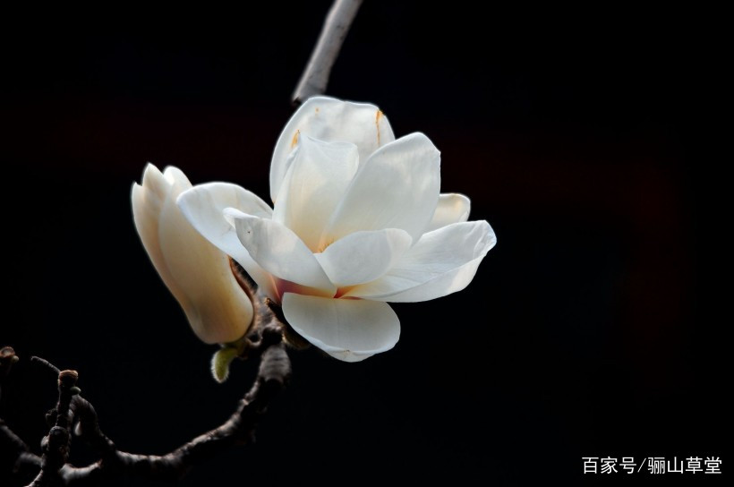 古诗词中的百花园，姹紫千红、千娇百媚_百科TA说